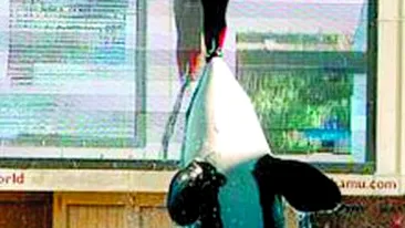 Ucisa de balena in timpul show-ului