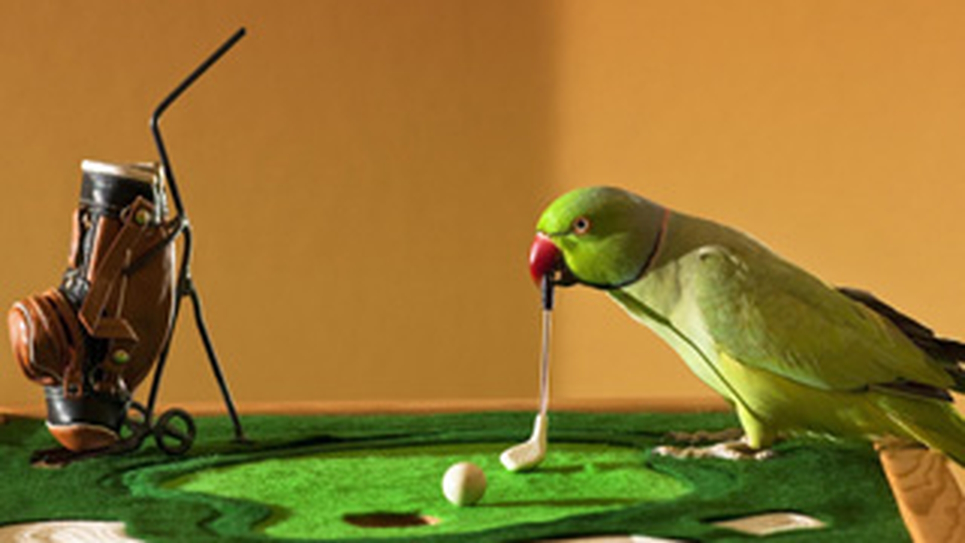 Papagalul asta joaca golf