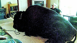 O familie din Canada are un animal de companie de-a dreptul urias. Cu bizonul de 825 kg in casa