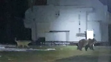 VIDEO. Salvamontiştii dâmboviţeni, atacaţi de urşi. O fiară de 120 de kilograme a distrus intrarea Refugiului de la Peştera