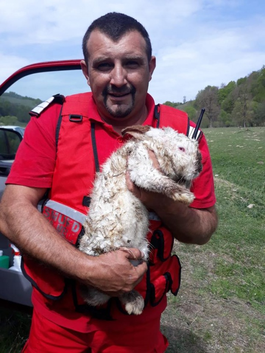 Un pompier din Bistrița a salvat un iepure dintr-un incendiu. I-a pus o mască de oxigen pentru a putea respira