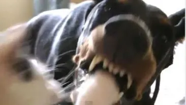 Primele cuvinte ale fratelui lui Ionut, copilul mancat de maidanezi in Parcul Tei. Acum nu mai am frate. Eu l-am dus la moarte