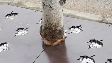 Se întâmplă la Slatina! Muncitorii au cioplit copacii din centru pentru decor