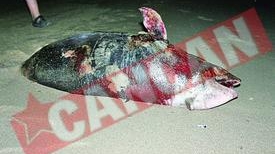 Delfin omorat pe litoral