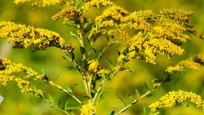 Cum scapi de alergia la ambrozie. Primele semne și ce să faci ca să te protejezi