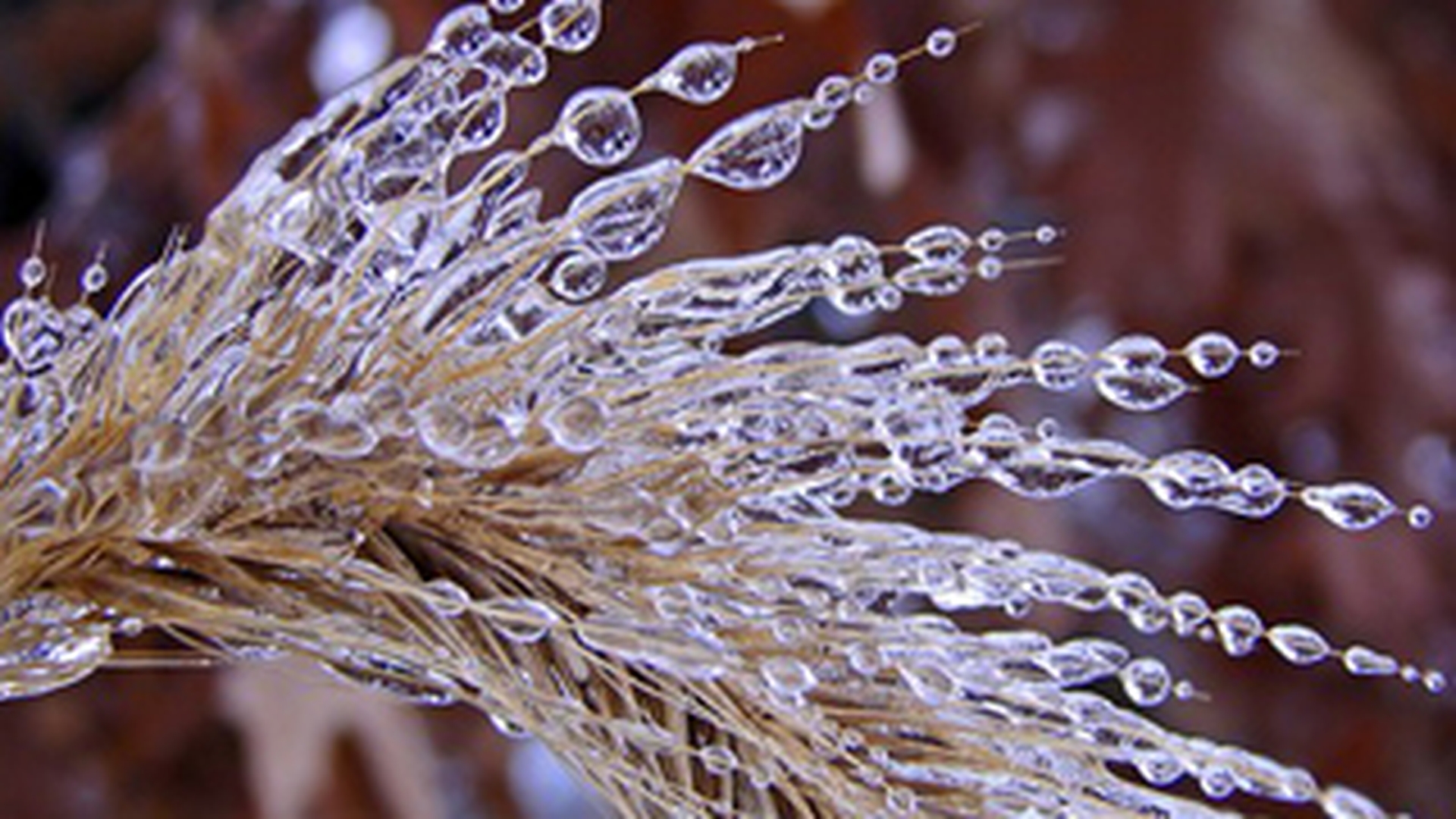 Freezing Rain - Fenomenul meteo care a inghetat ieri sudul Romaniei!