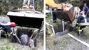 Pompierii maramureșeni au salvat un cal cu... excavatorul