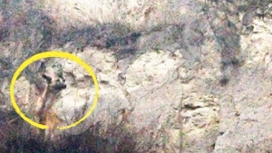 VIDEO Animalul era inghetat si flamand! Un caine blocat pe stanca, salvat de alpinisti
