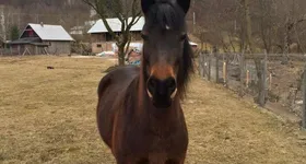 Galerie foto - poza 4