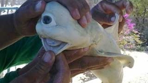 Un rechin albinos cu un singur ochi a fost descoperit de catre un pescar