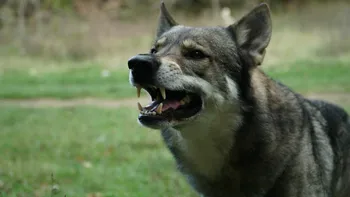 Un copil de 2 ani și 4 luni a fost atacat de un câine. Incidentul s-a petrecut în București