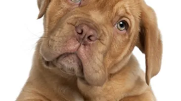 Cainii de companie au fost interzisi in Iran pentru a combate invazia culturii cccidentale