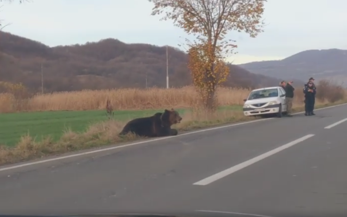 El este șoferul care a lovit ursul, lăsat să agonizeze 18 ore. Drama neștiută a bărbatului