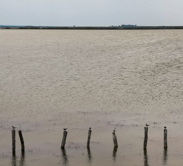 Lacul Bistreț este refugiul a mii de specii de păsări