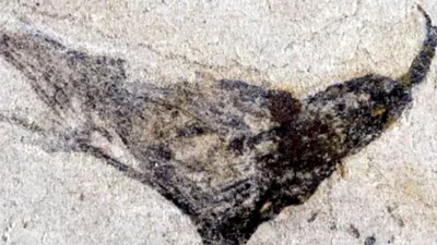 Fosile incredibile au fost găsite la un sit din China!