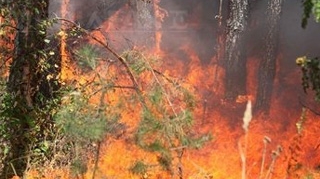 Incendiu de vegetatie in Parcul Tineretului! Nu sunt persoane ranite