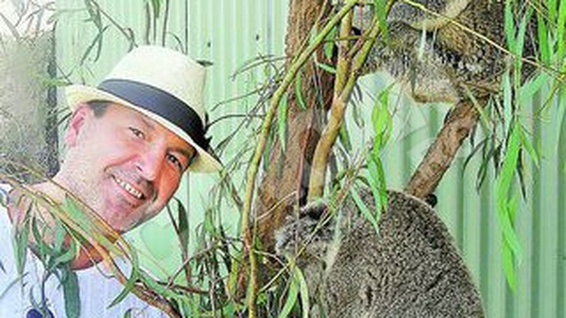 Ursuletii australieni au protector de Dorobanti! Milionarul Nicorescu, ambasador koala