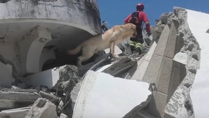 EMOŢIONANT. Un câine care a salvat şapte oameni de sub dărâmături, în urma cutremurului din Ecuador, a murit de epuizare