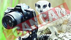 Suricatele paparazzi