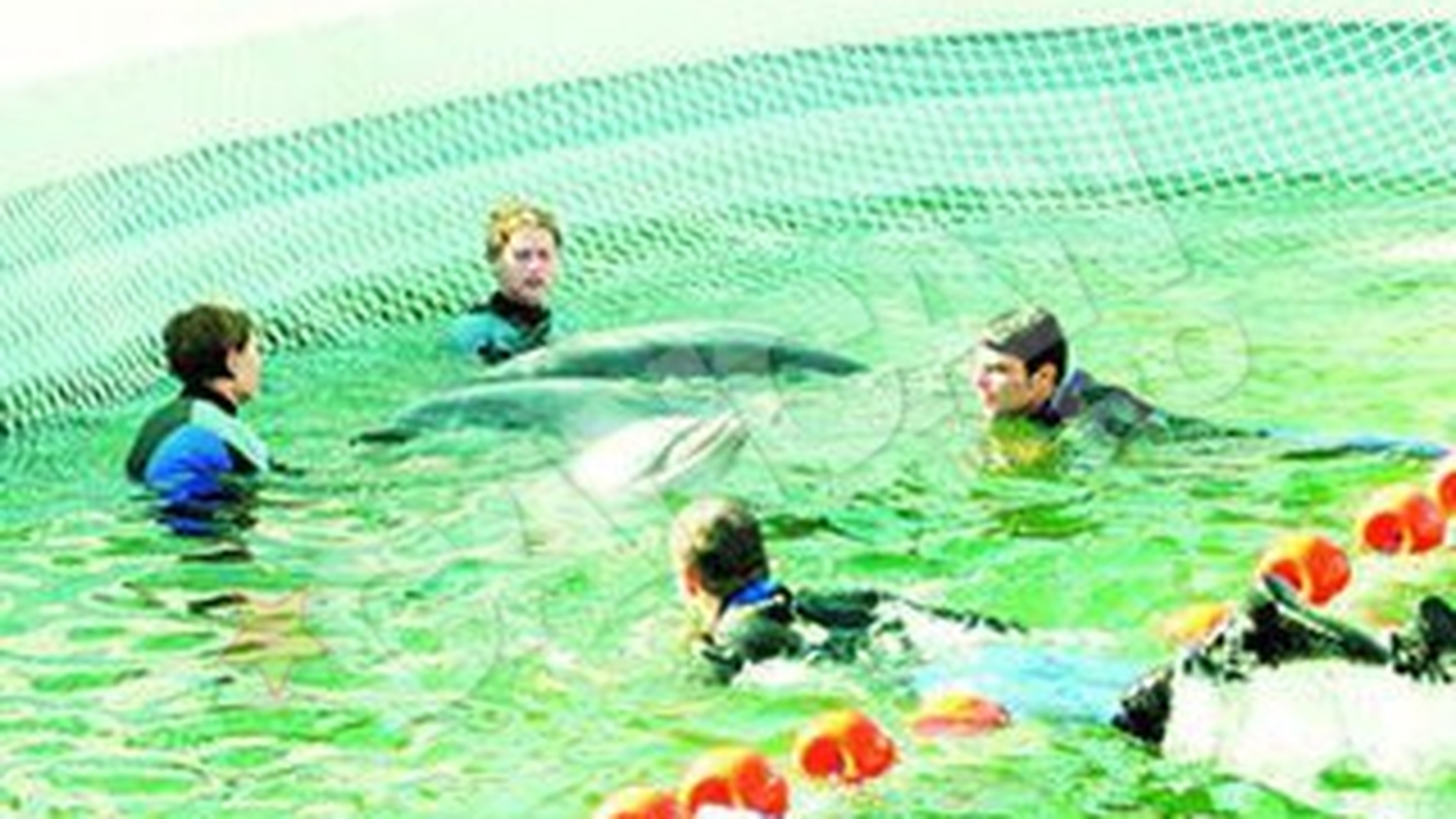 Chen-Chen, Pei-Pei si Ni-Ni au fost mutati in casa noua, dar mica! Delfinii-vedete au intrat in concediu