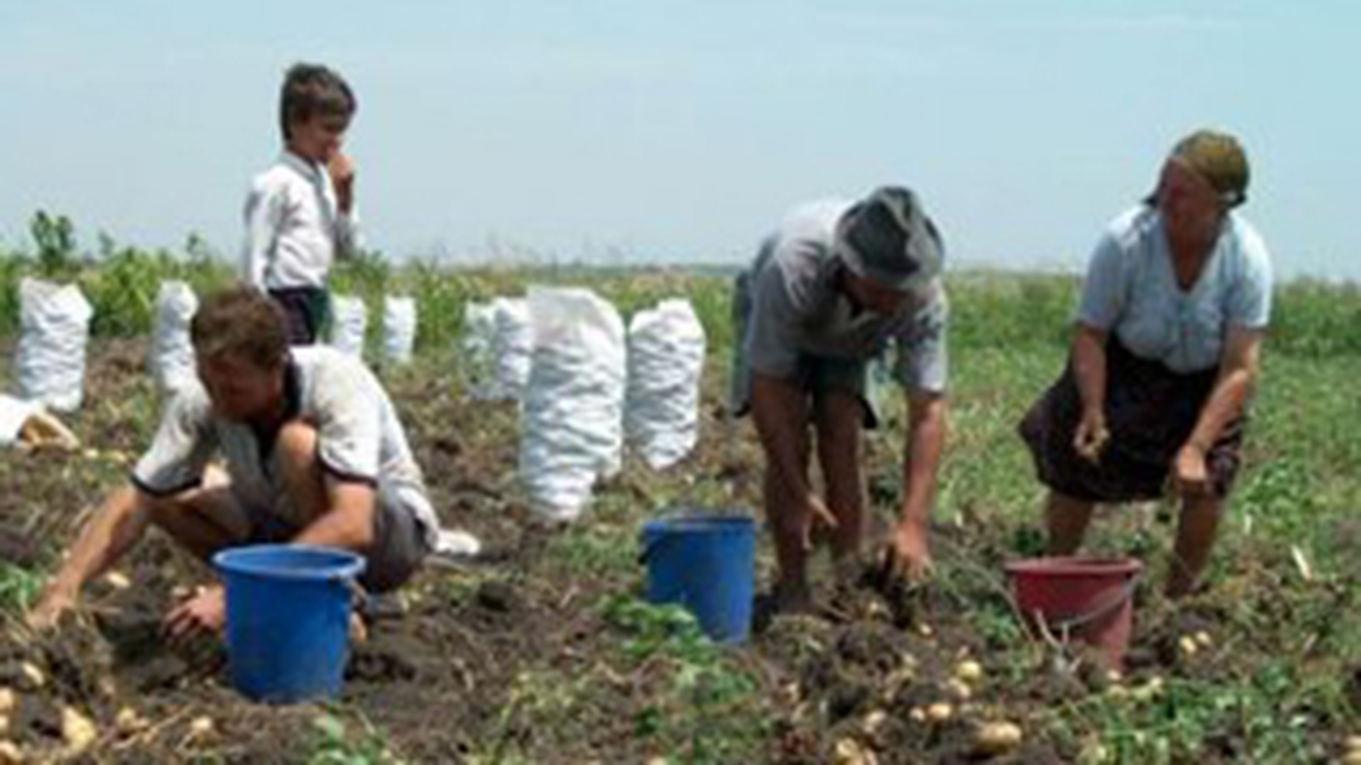 Britanicii ii prefera pe romani pentru munca in agricultura!