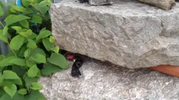 Teroare in New York! Oamenii sunt socati de o descoperire macabră: Doar un individ BOLNAV ar putea face asta