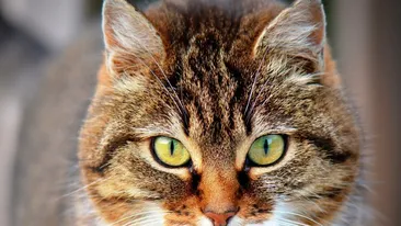 Situație ruptă din desene animate. O pisică, reținută pentru trafic de droguri, a evadat dintr-o închisoare de maximă securitate