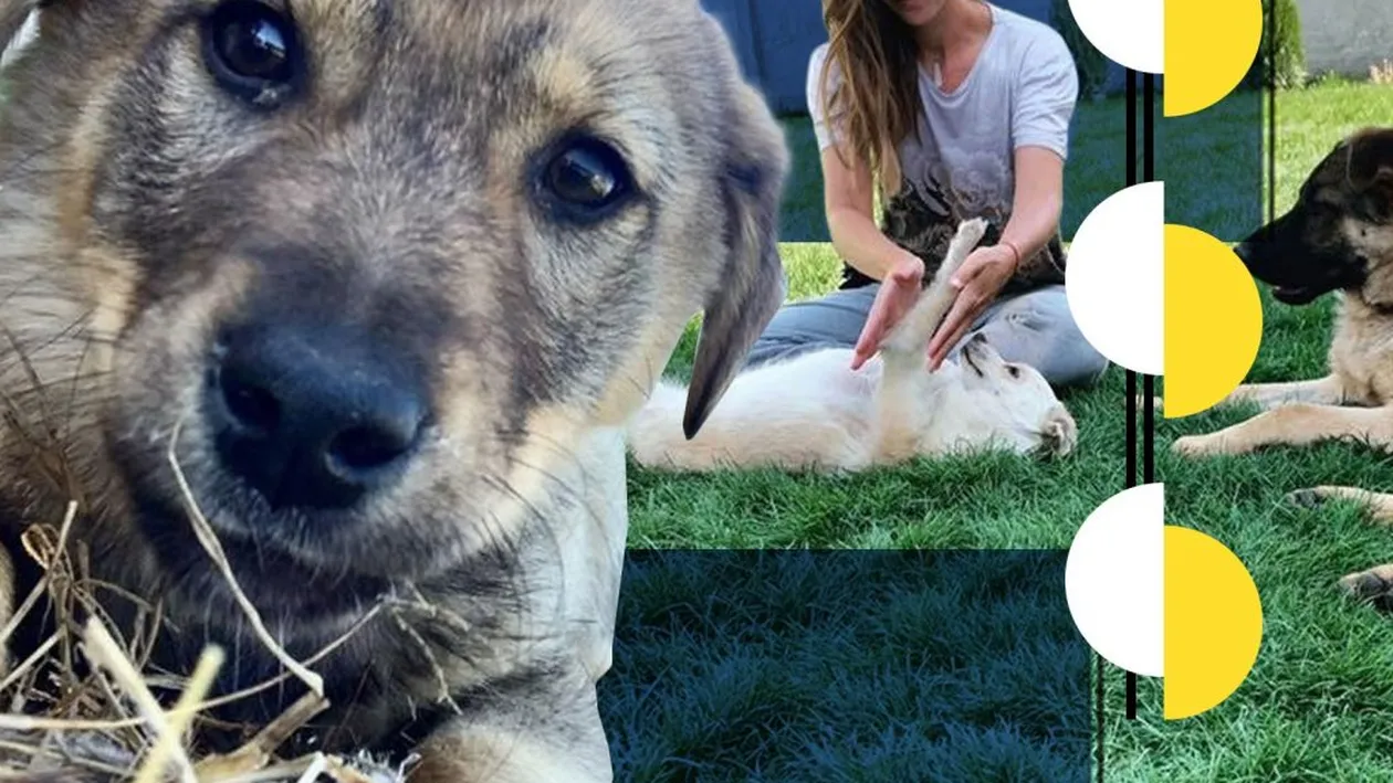 Cum aplică o tânără din Craiova terapia Reiki pe animalele de companie. Când un câine îți linge mâna, el...