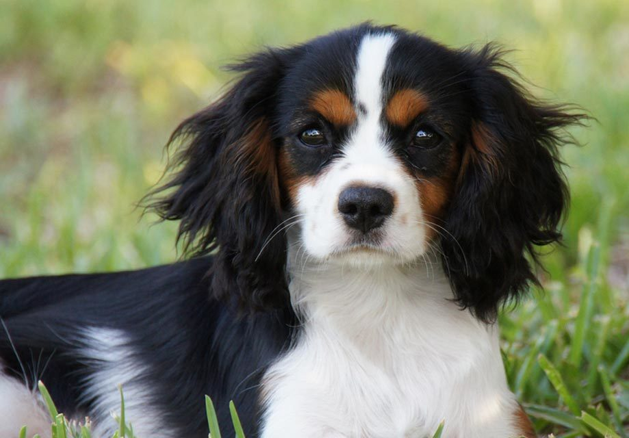 Cavalier King Charles Spaniel