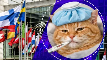 Țara UE în care angajatorul este obligat prin lege să ofere concediu medical pentru îngrijirea animalului de companie