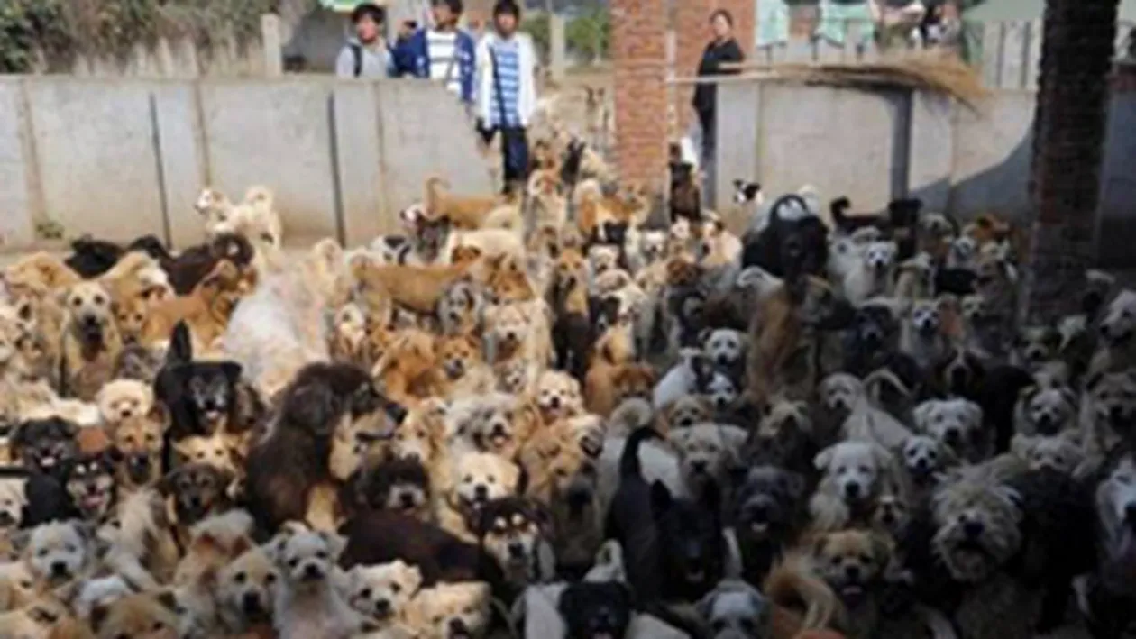 O femeie are grija de peste 1.700 de animale!