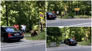 Un urs a atacat 2 bărbați pe Transfăgărășan. Tragedia Mariei Diana din Jepii Mici, la un pas să se repete. Detalii de ultimă oră VIDEO