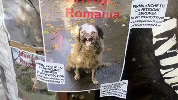 Gest extrem pentru salvarea maidanezilor din Romania! Un italian a intrat in greva foamei pentru a-i salva!