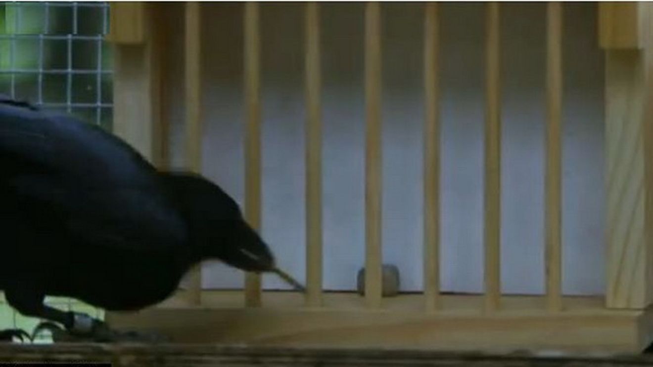 VIDEO Cea mai inteligenta CIOARA din lume! Rezolva 8 puzzleuri complexe in timp RECORD!