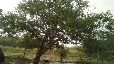 Un barbat si-a petrecut 9 luni intr-un copac dupa ce l-a inselat nevasta ce a refuzat sa-si ceara iertare