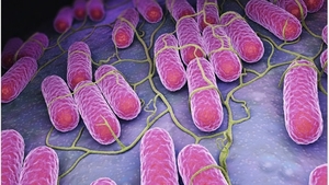 Stare de alertă la Iași! S-a descoperit Salmonella în sosuri! 134 de oameni s-au îmbolnăvit