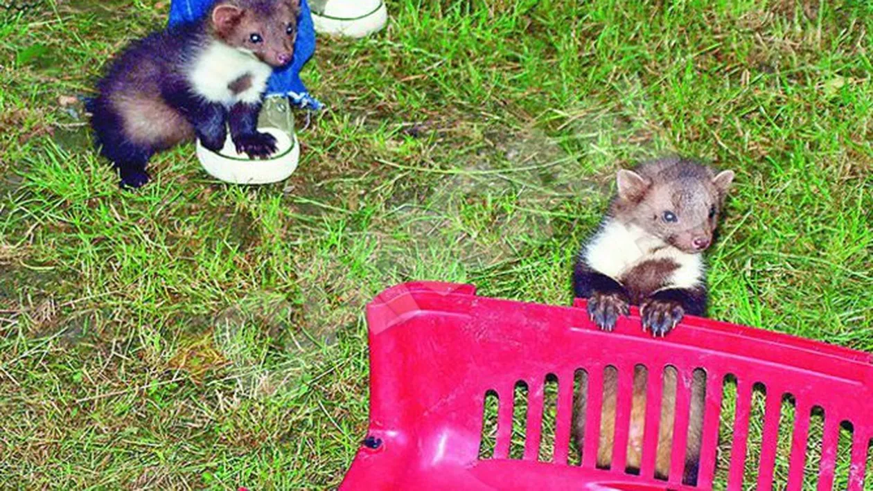 Fratii jderi, atractie in parc