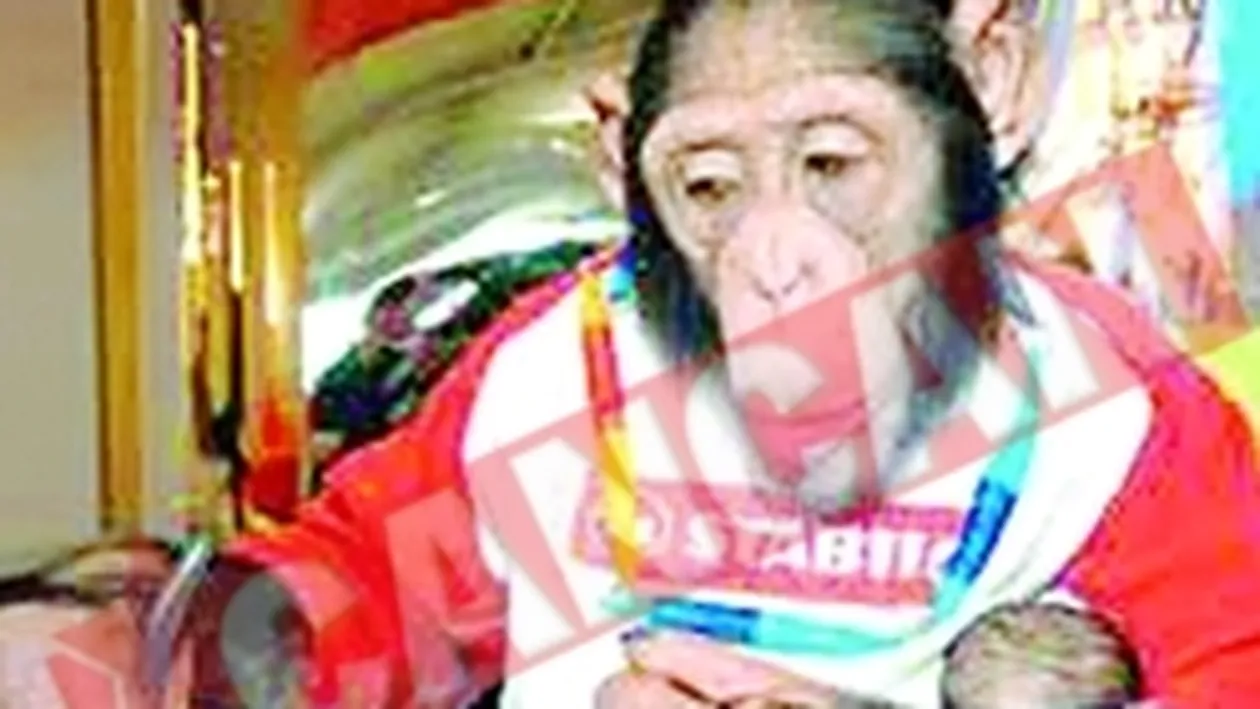 Maimuta la rang de om