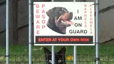 O pisica in criza de identitate! S-a pus de paza in locul unui rotweiller