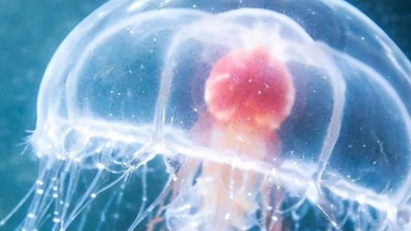 Singurul animal nemuritor din lume. Creatura care refuză moartea și poate trăi veșnic