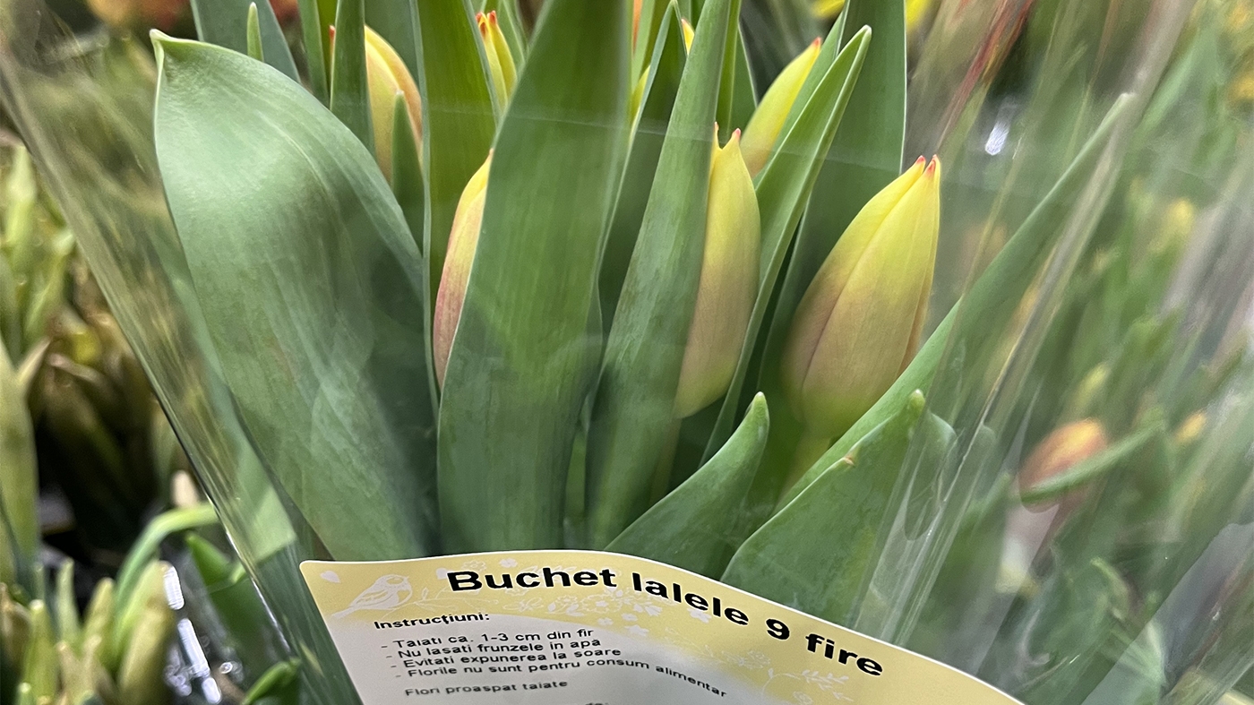 Cu câți lei se vinde un buchet cu 9 lalele în Kaufland, azi, de Ziua Femeii. Românii au crezut că nu văd bine
