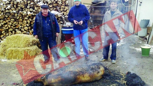 Porci de vanzare la mica publicitate