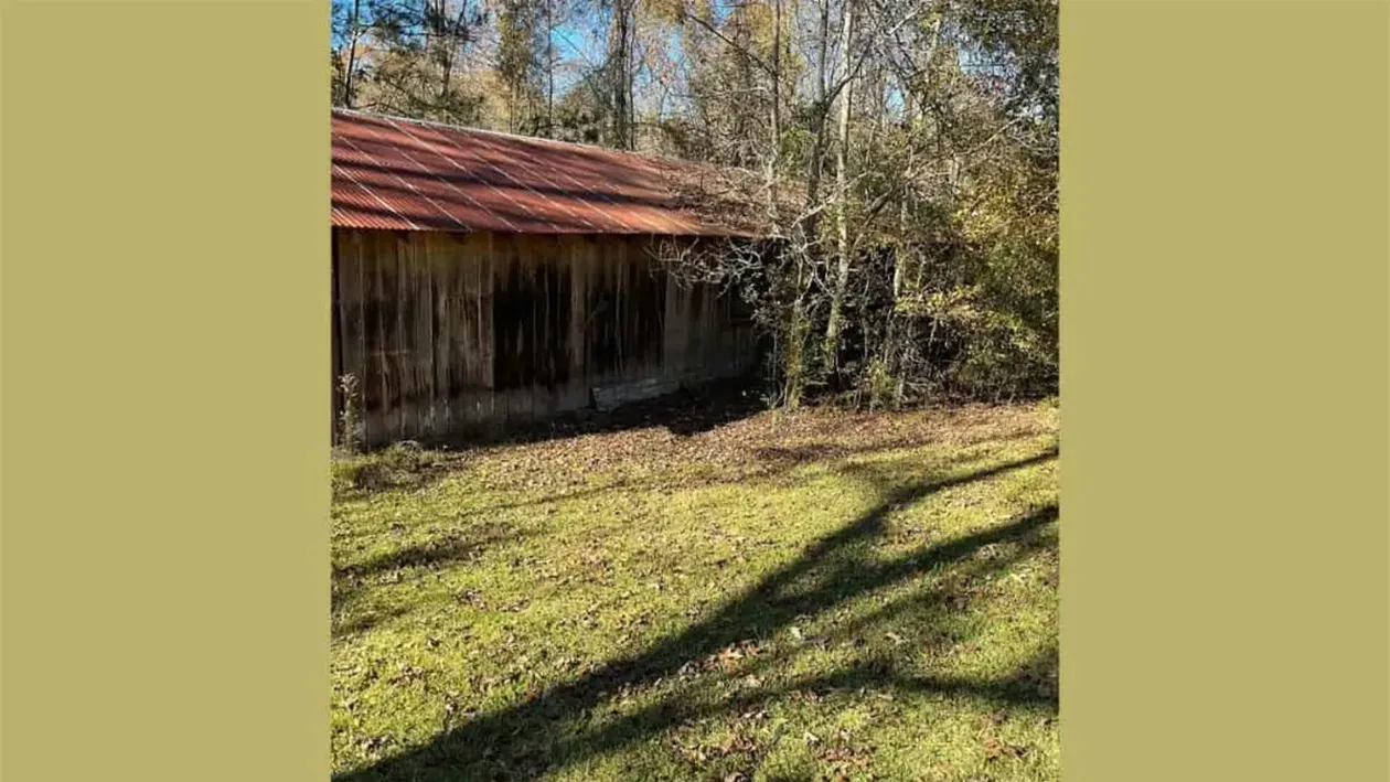 Iluzie optică pentru genii | Găsiți șarpele ascuns în această imagine! Aveți doar 11 secunde la dispoziție