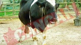 Si-a injunghiat iubitul pentru ca a inselat-o cu o vitica