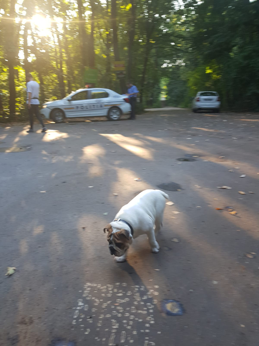 EXCLUSIV. Un cântăreț cunoscut a fost jefuit într-o pădure de la marginea Bucureștiului. Primele declarații: “Am auzit un geam spart, am văzut hoțul…”