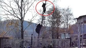 VIDEO Acest barbat a trait spaima vietii lui! S-a intalnit cu un urs, s-a baricadat in copac, dar animalul a urcat dupa el!