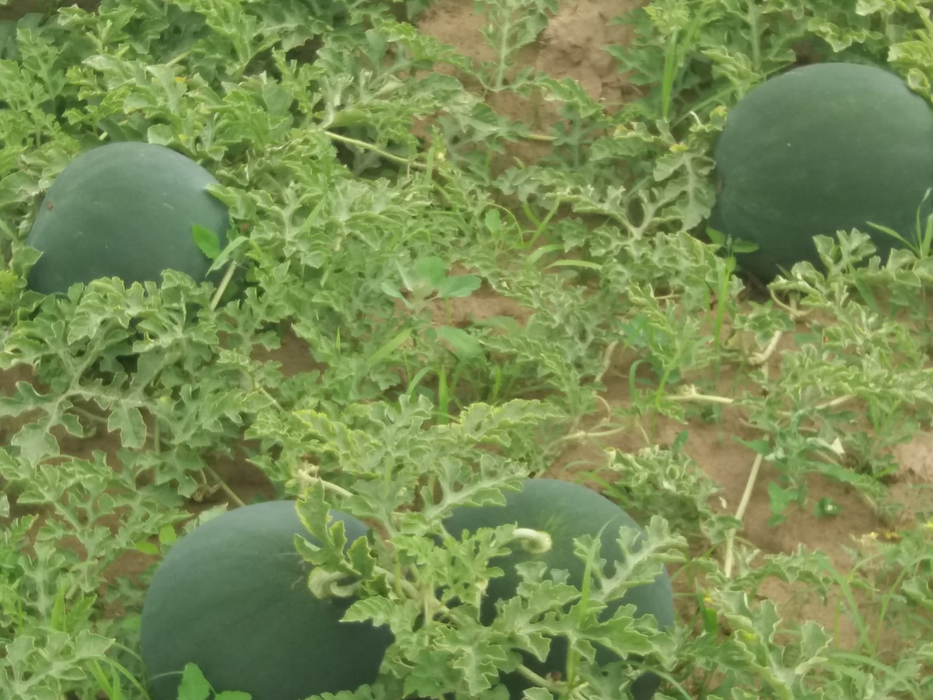 Agricultorii se plâng că nu își vor scoate nici măcar investiția