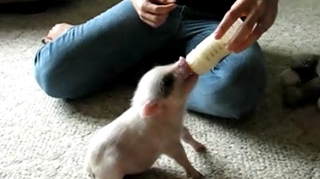 VIDEO Cel mai adorabil purcelus pe care l-ai vazut vreodata! Uite-l pe Hamlet cum suge din biberonul cu lapte! Da-l pe Facebook sa nu-l transforme stapanul in friptura!