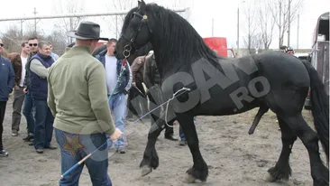 Expozitie de cai pe stadionul Vointa