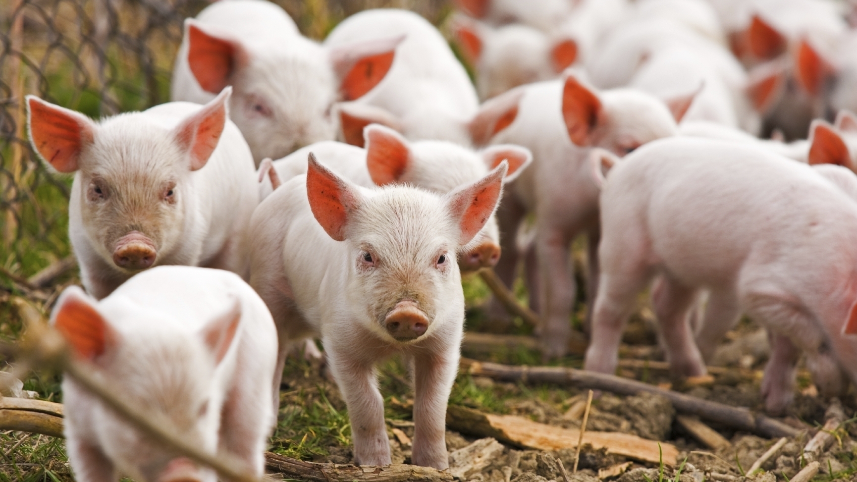 Ce se întâmplă dacă mâncăm carne de porc infestată cu pestă porcină africană!